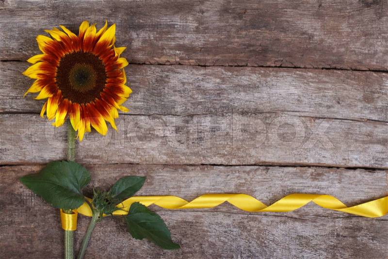 Decorative sunflower yellow flower with a beautiful ribbon, stock photo