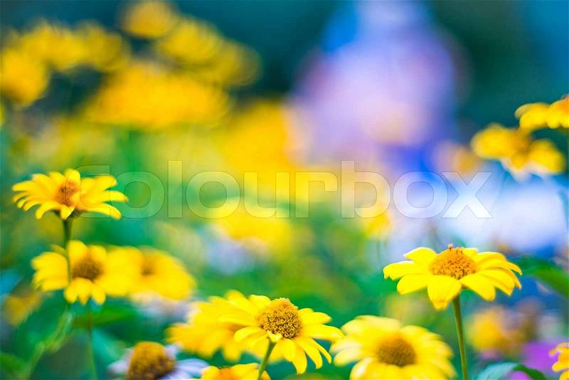 Spring background with beautiful yellow flowers, stock photo