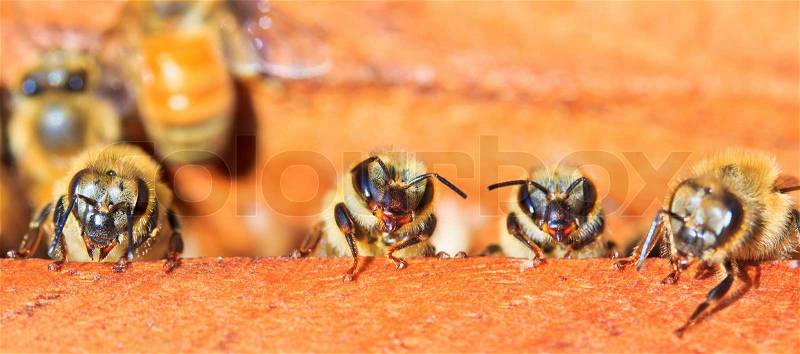 Beekeeping bees, stock photo