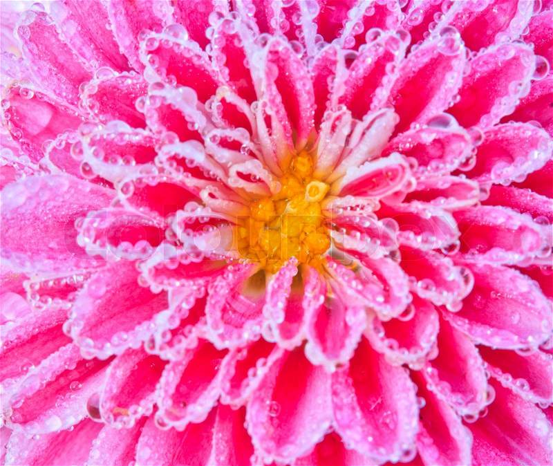 Chrysanthemum Close up of beautiful pink flower background, stock photo