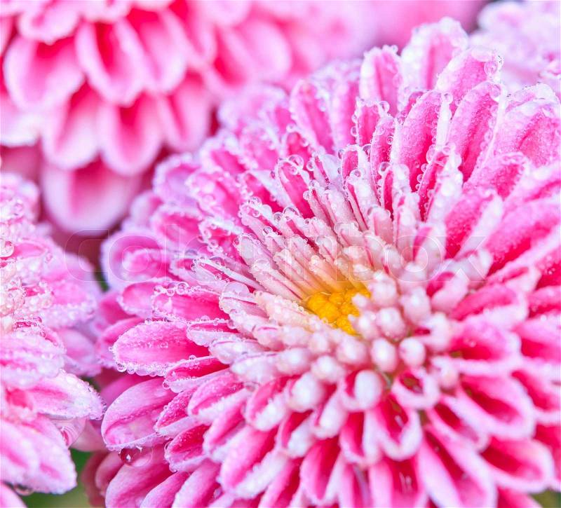 Chrysanthemum Close up of beautiful pink flower background, stock photo