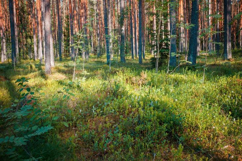 Pine forest with the last of the sun shining through the trees, stock photo