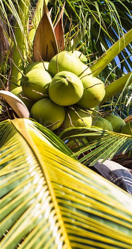 Green Coconut on Coconut Tree, Closeup, Vertical shot, stock photo