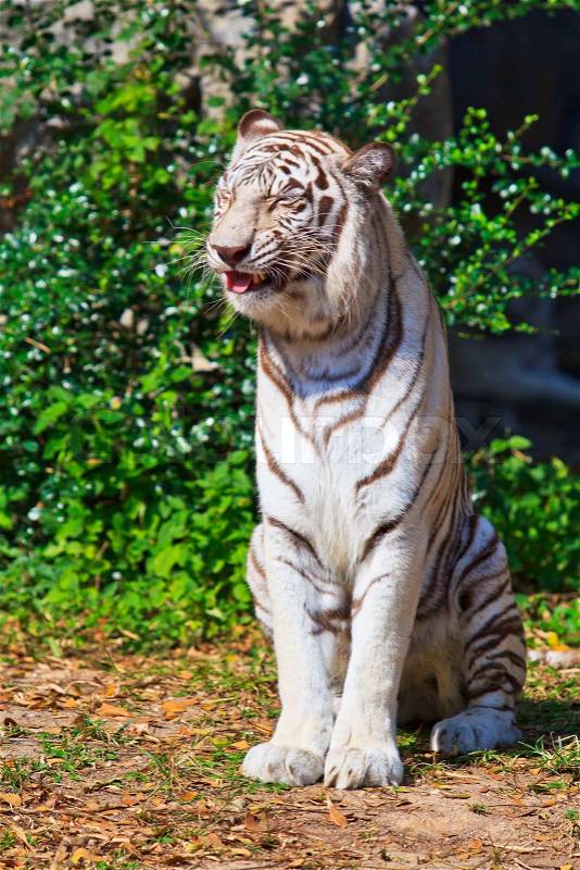 White Tiger, stock photo