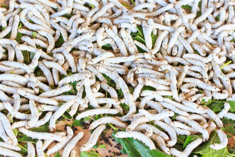 Silkworms eating mulberry leaf closeup nature silk worms, stock photo