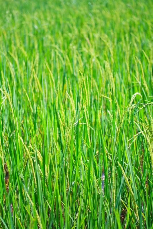 Rice plant in rice field, stock photo