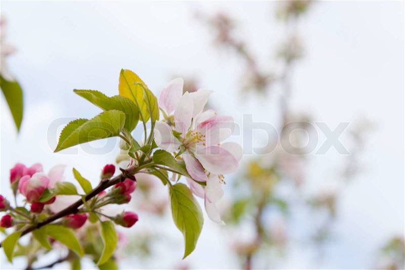 Birth of a pear tree flowers in April, stock photo