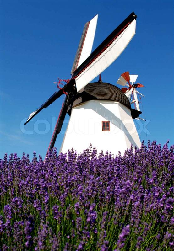 7188614-aarsdale-mill-with-lavender-field.jpg