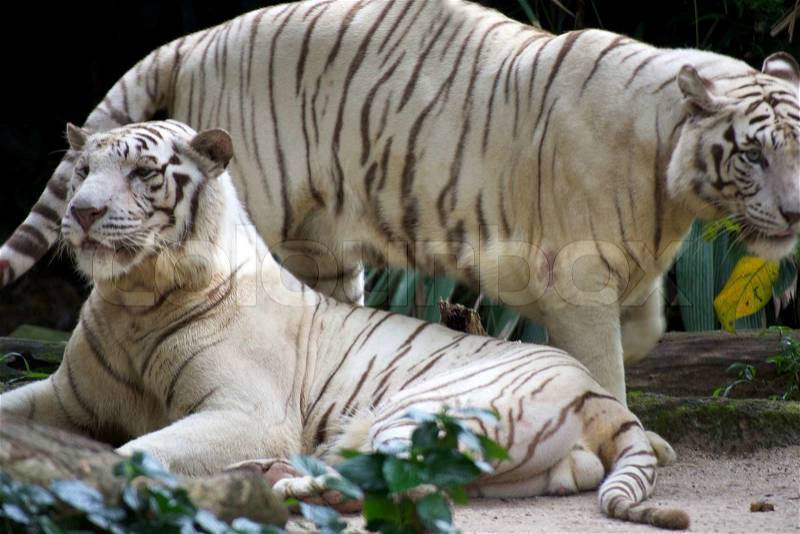 A wild life shot of a white tiger in captivity, stock photo
