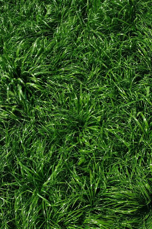 Texture green lawn, stock photo