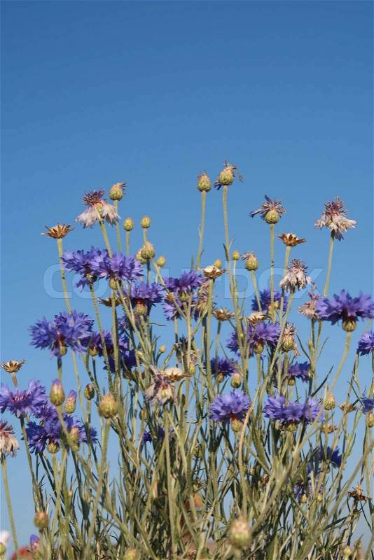 Blue grass flower and sky, stock photo