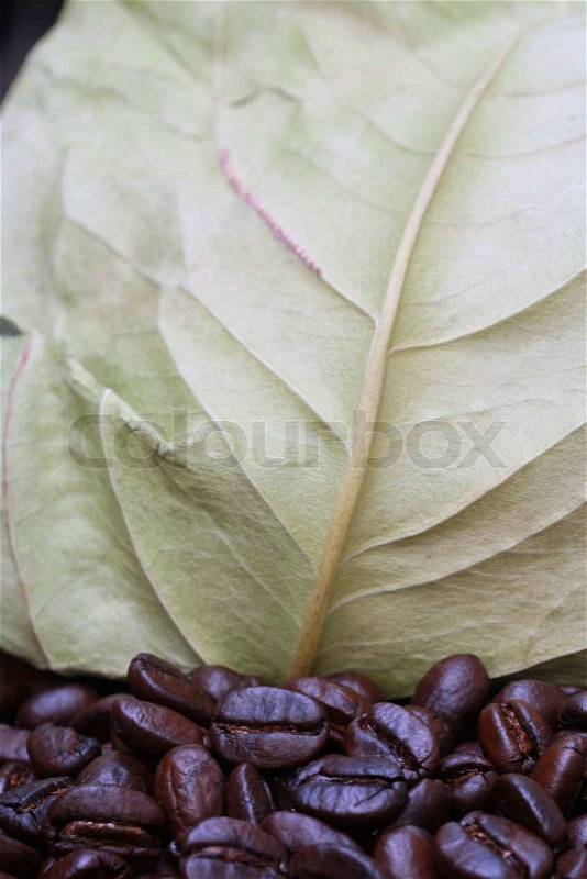 Coffee beans onwooden table and dry leave package, stock photo