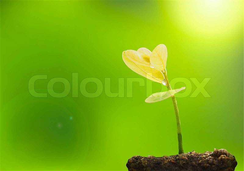 Beautiful New life tree and green background , stock photo