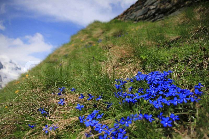 Blue flowers, gentiana verna, blue sky, stock photo