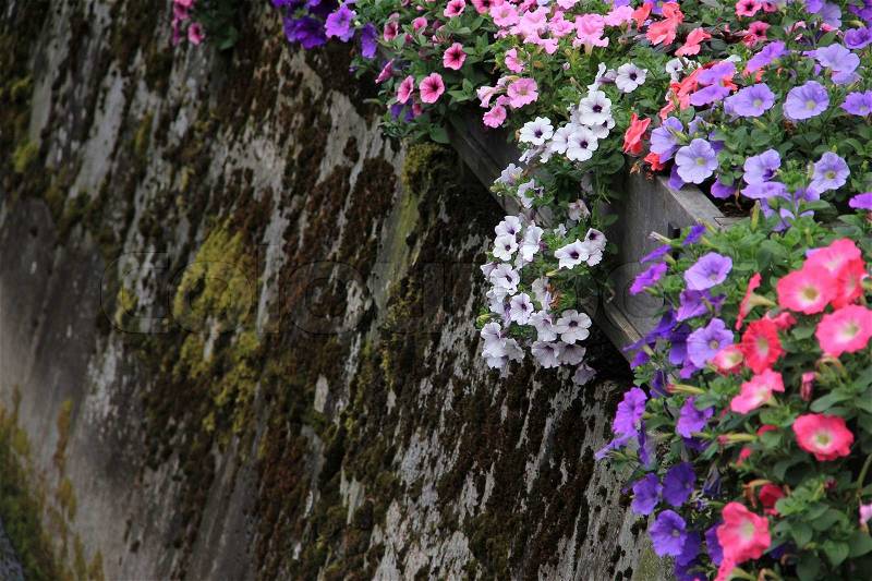Blooming flowers and wall, stock photo