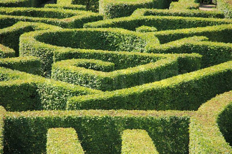 The game, labyrinth, clipped hedge in the summer, find the way out, stock photo