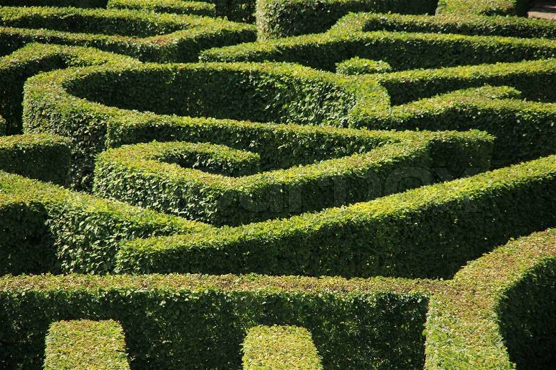 The game, labyrinth, clipped hedge in the summer, find the way out, stock photo