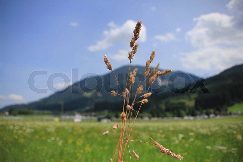 Plume grass and mountains, stock photo