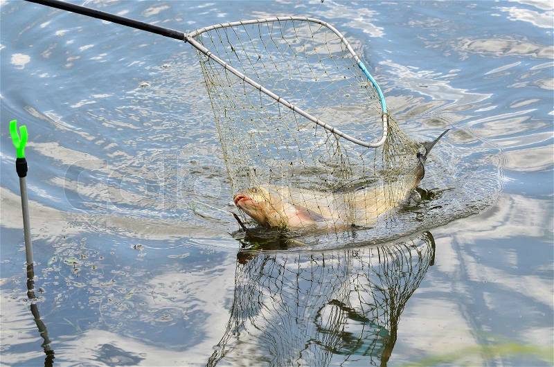Close up of a fishing net with big bream in a water, stock photo