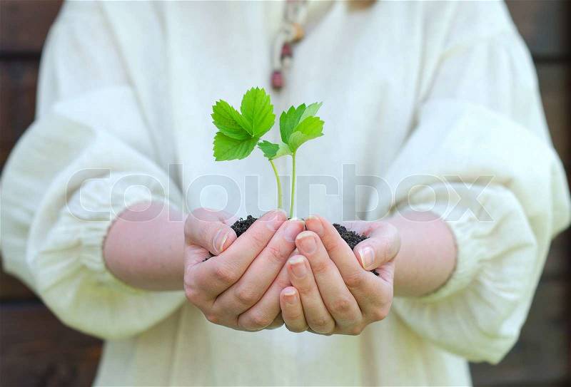 Female hands holding soil with green sprout, stock photo