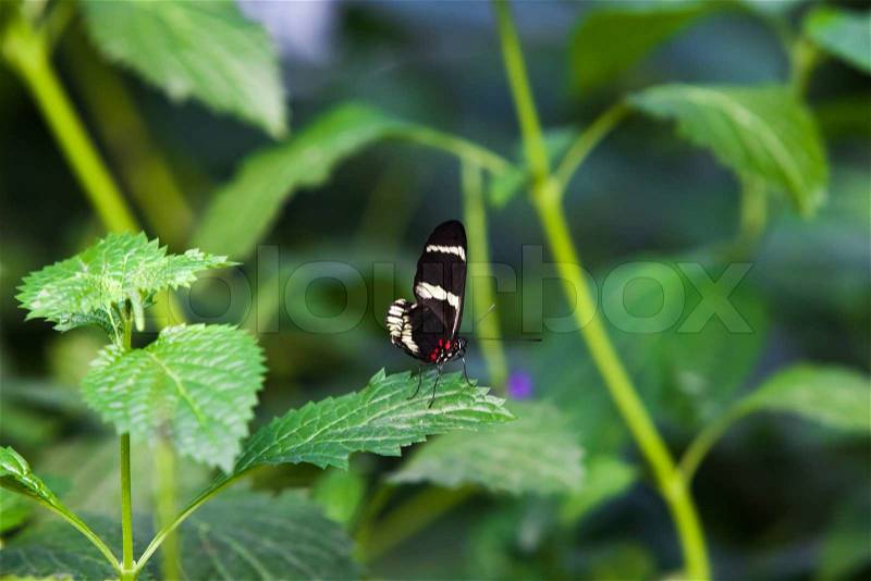 The Butterfly. A beautiful butterfly sitting in the tree, stock photo