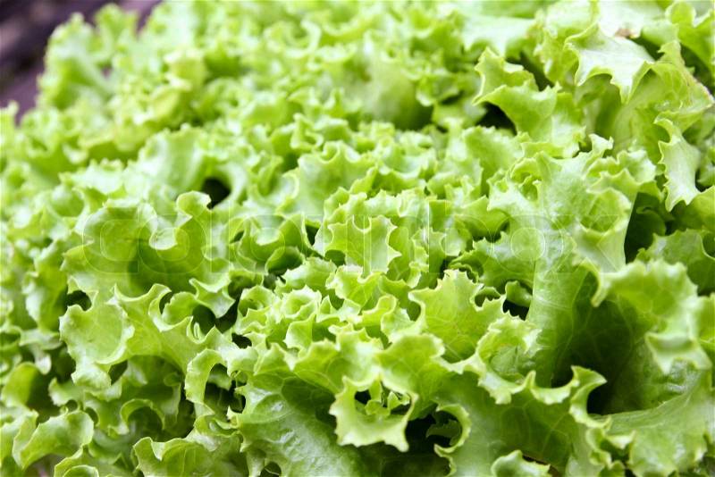 Fresh green lettuce salad leaves, stock photo