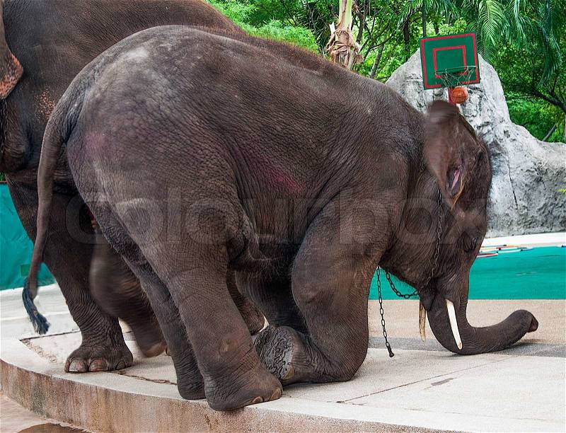 Elephant in zoo, stock photo