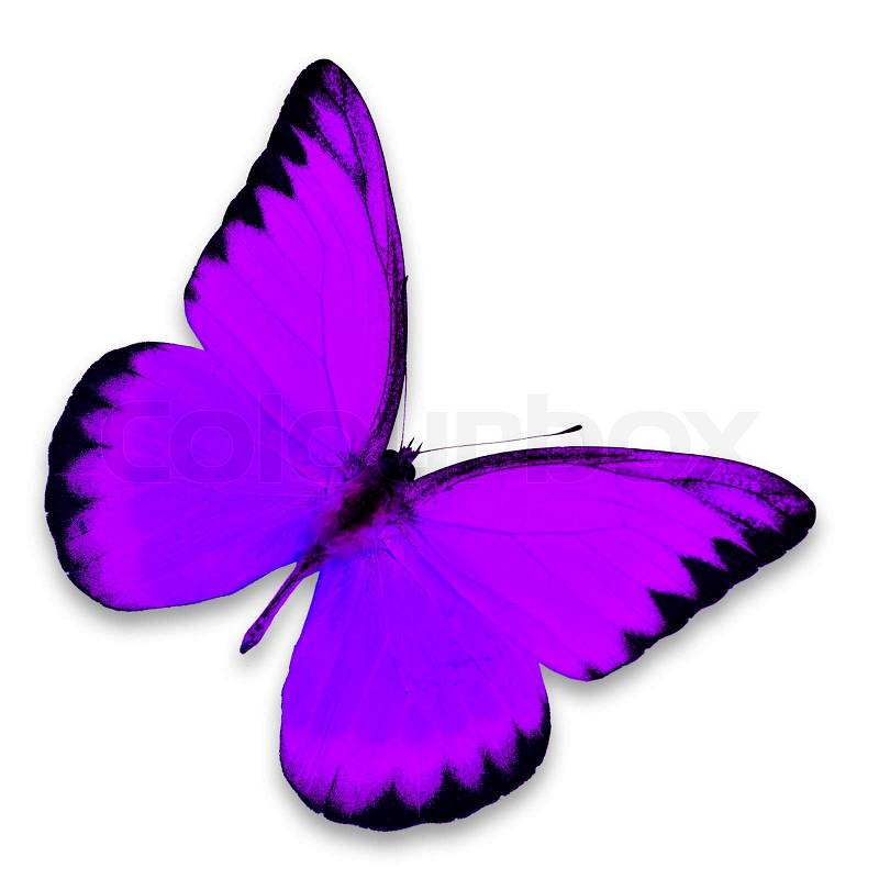 Purple butterfly isolated on white background, stock photo