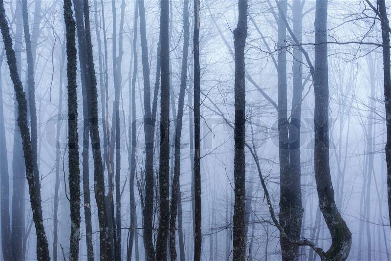 Dark forest with fog and cold light , stock photo