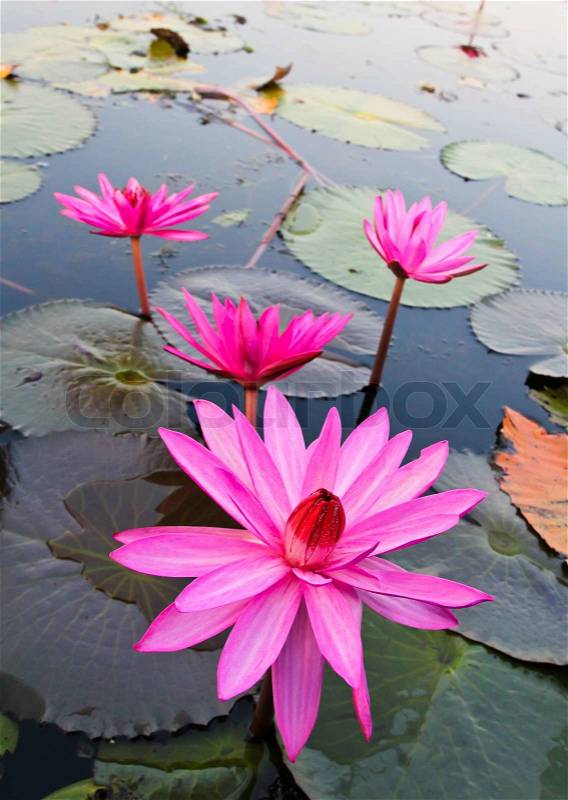 Pink lotus in lake, stock photo