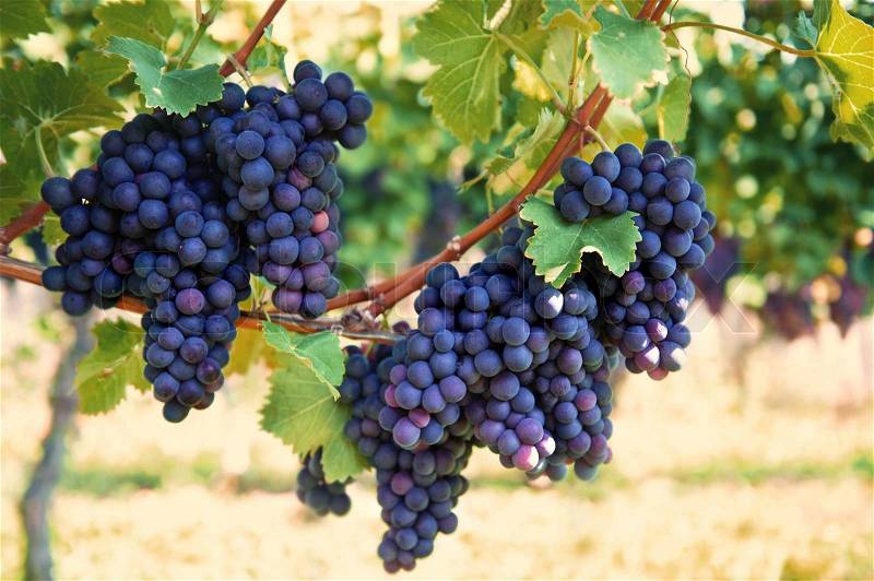 Purple red grapes with green leaves on the vine. vine grape fruit plants outdoors. autumn and harvest. selective focus, stock photo