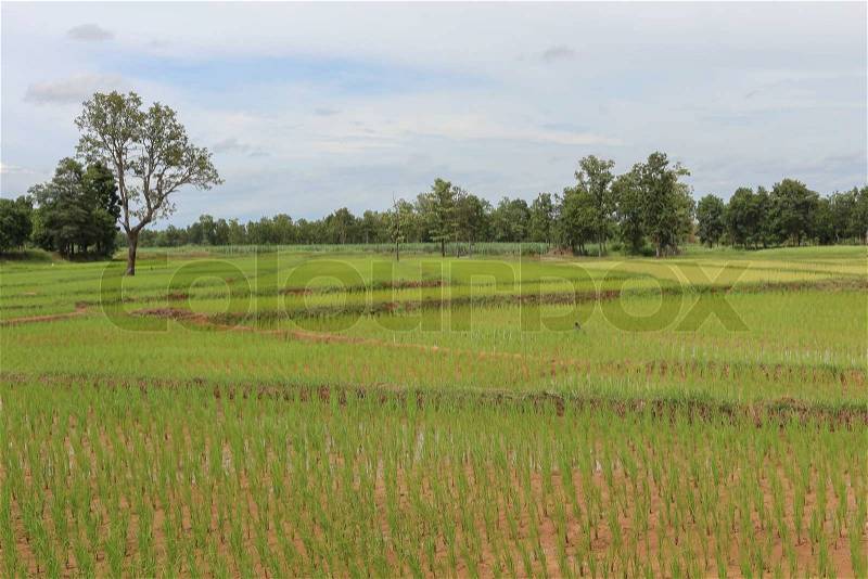 Landscape nature of rice farm in thailand, stock photo