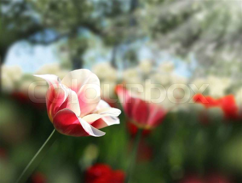 Sensitive red and white tulips on dark green spring garden background, stock photo