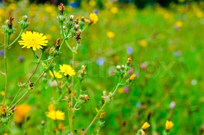 Background of yellow flowers in the meadow, stock photo