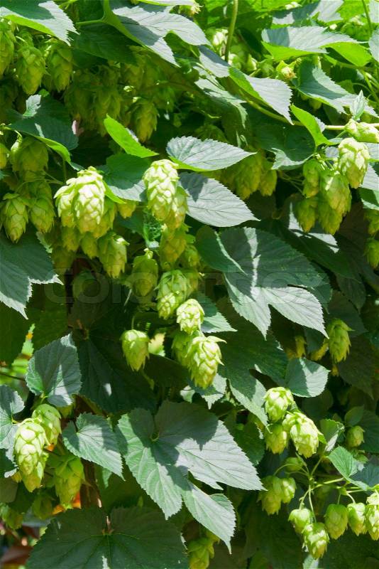 Fresh crop of hops growing on hops plant, stock photo