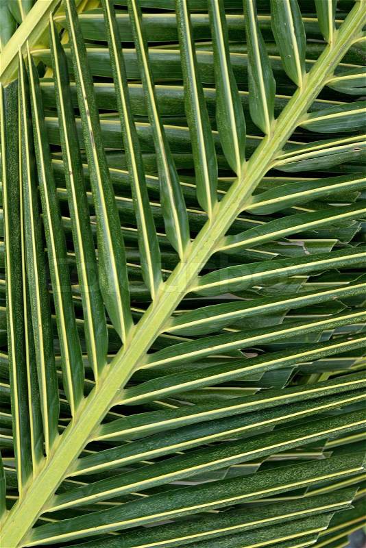Palm tree leaves background, stock photo