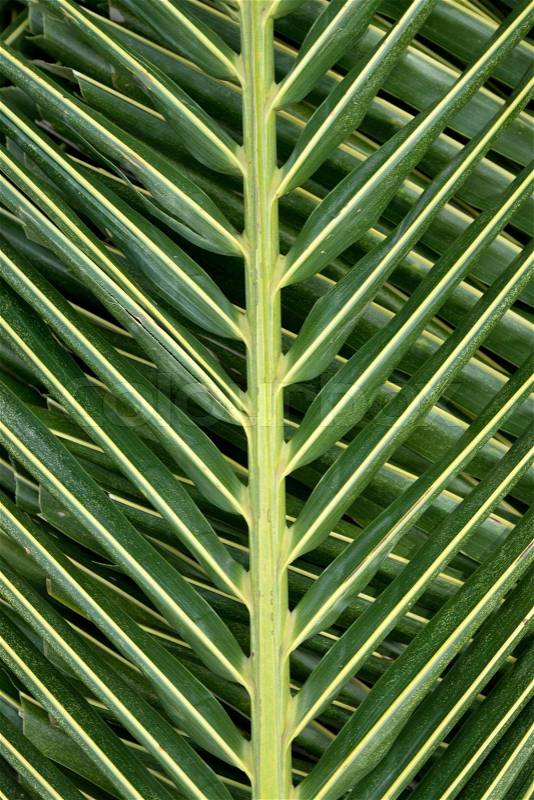 Closeup of leaves of palm tree background, stock photo