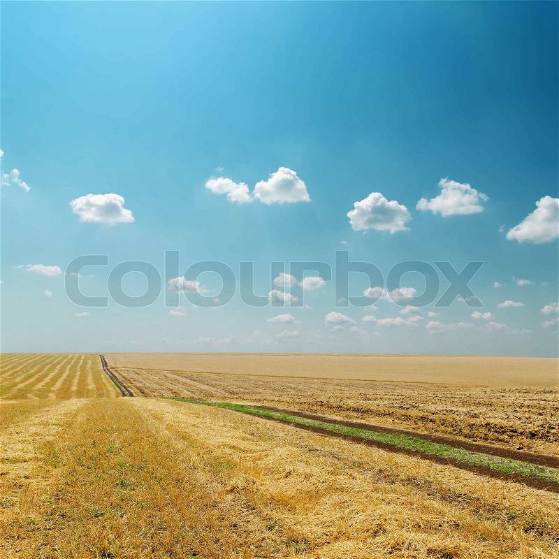 Golden field after harvesting and sky with light clouds, stock photo