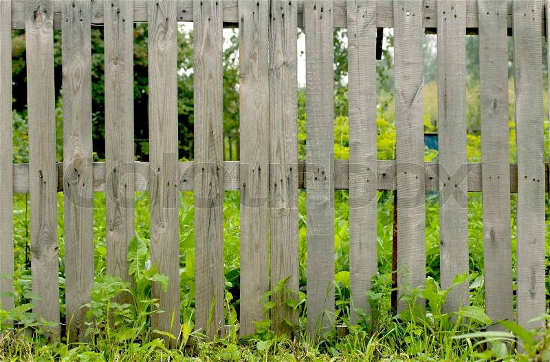 Fresh spring green grass and leaf plant over wood fence background, stock photo