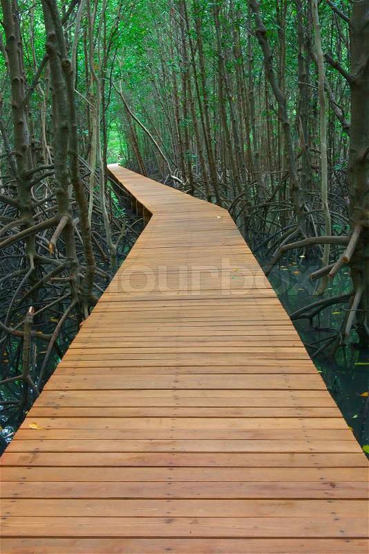 Wooden walk way through the forest, stock photo