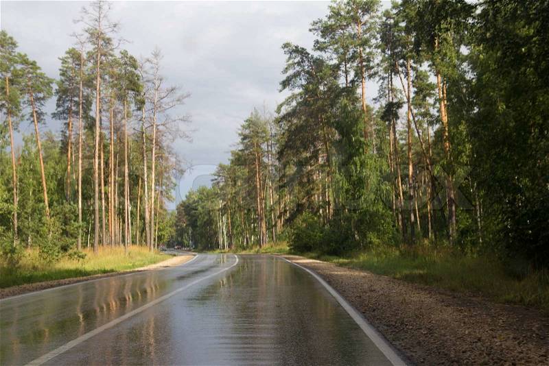 Wet road in the forest after the rain, stock photo
