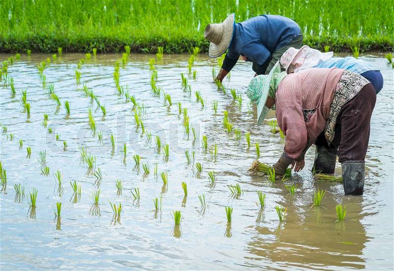 Farmer transplant rice seedlings in field rice in daylight time, stock photo