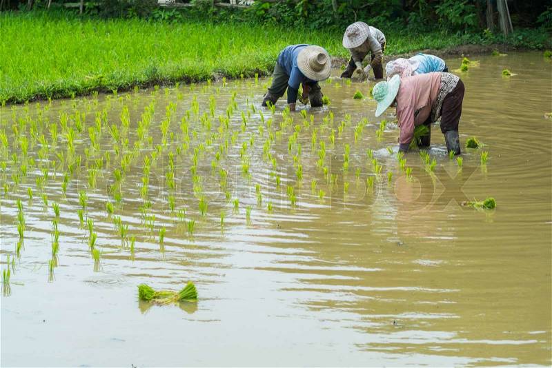 Farmer transplant rice seedlings in field rice in daylight time, stock photo
