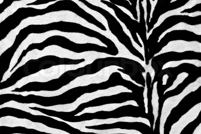 Zebra fur texture background, stock photo