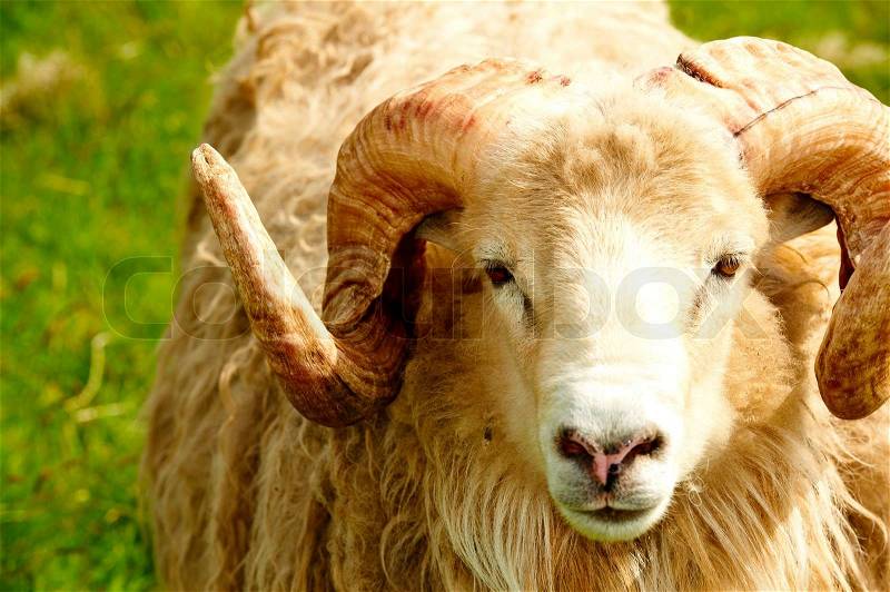 Adult ram sheep in a grass field, stock photo