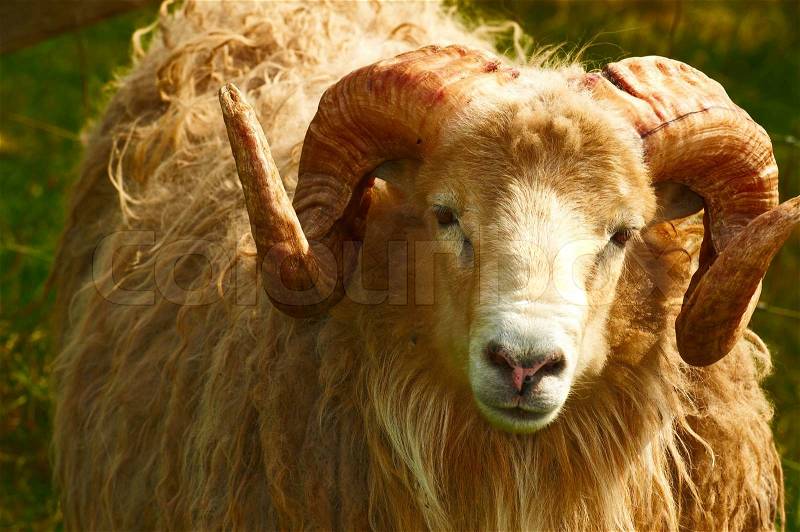 Adult ram sheep in a grass field, stock photo