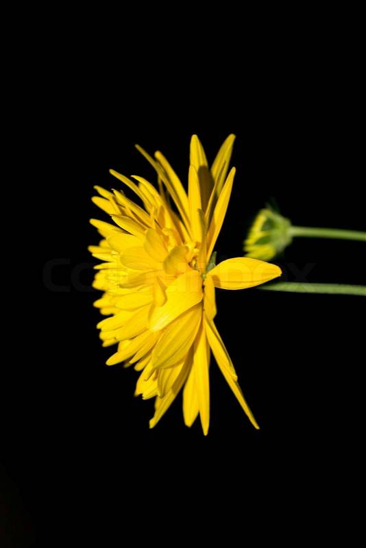 Yellow flower on a black background, stock photo