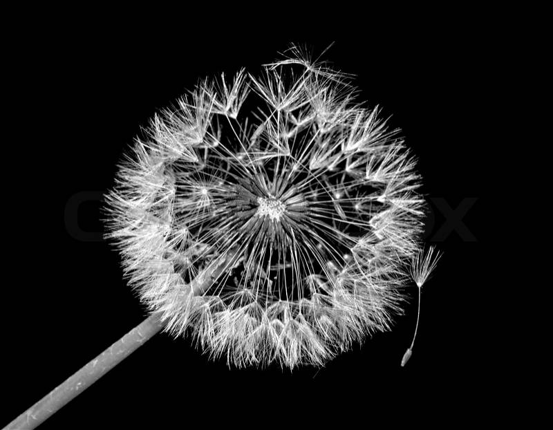 Dandelion flower on black background, stock photo
