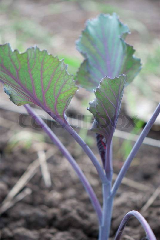 Green Young cabbage sprouts on the vegetable bed, stock photo