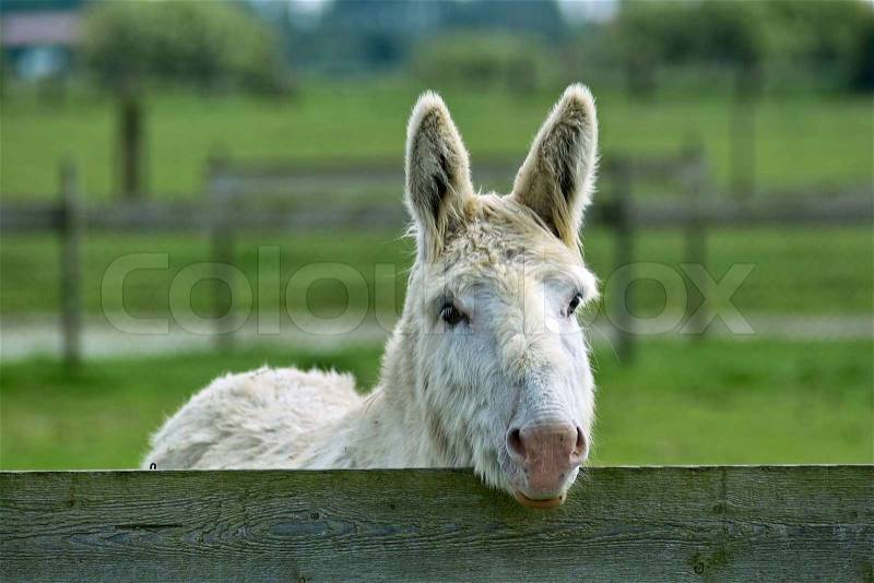 White donkey, stock photo